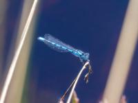 Becher-Azurjungfer Libelle Männchen